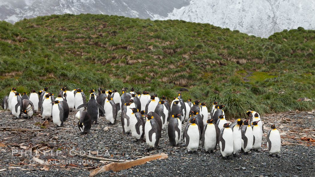 King penguins and whale bones, on the cobblestone beach at Godthul, South Georgia Island.  The whale bones are evidence of South Georgia's long and prolific history of whaling., Aptenodytes patagonicus, natural history stock photograph, photo id 24692