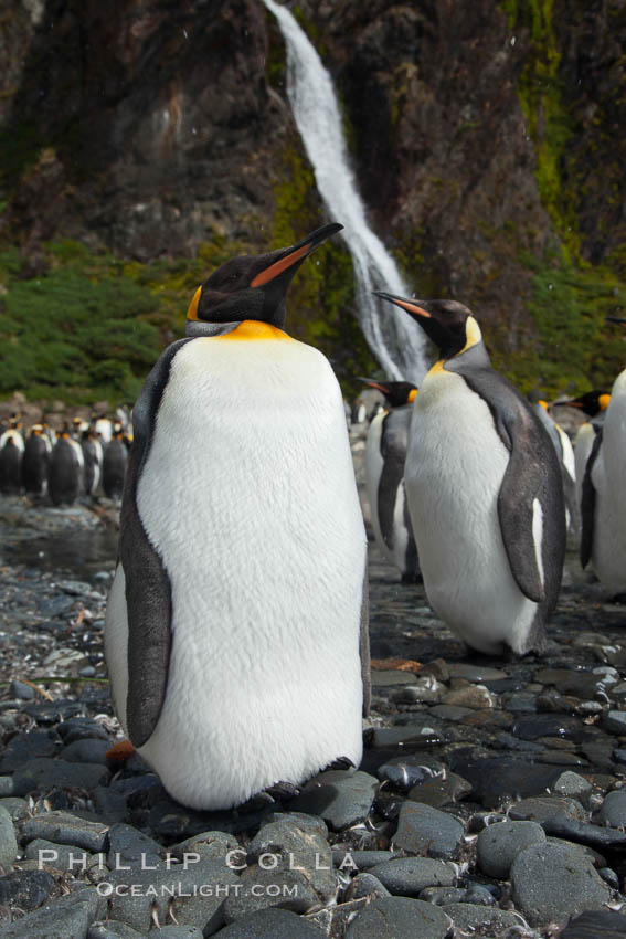 King penguins gather in a steam to molt, below a waterfall on a cobblestone beach at Hercules Bay. South Georgia Island, Aptenodytes patagonicus, natural history stock photograph, photo id 24471