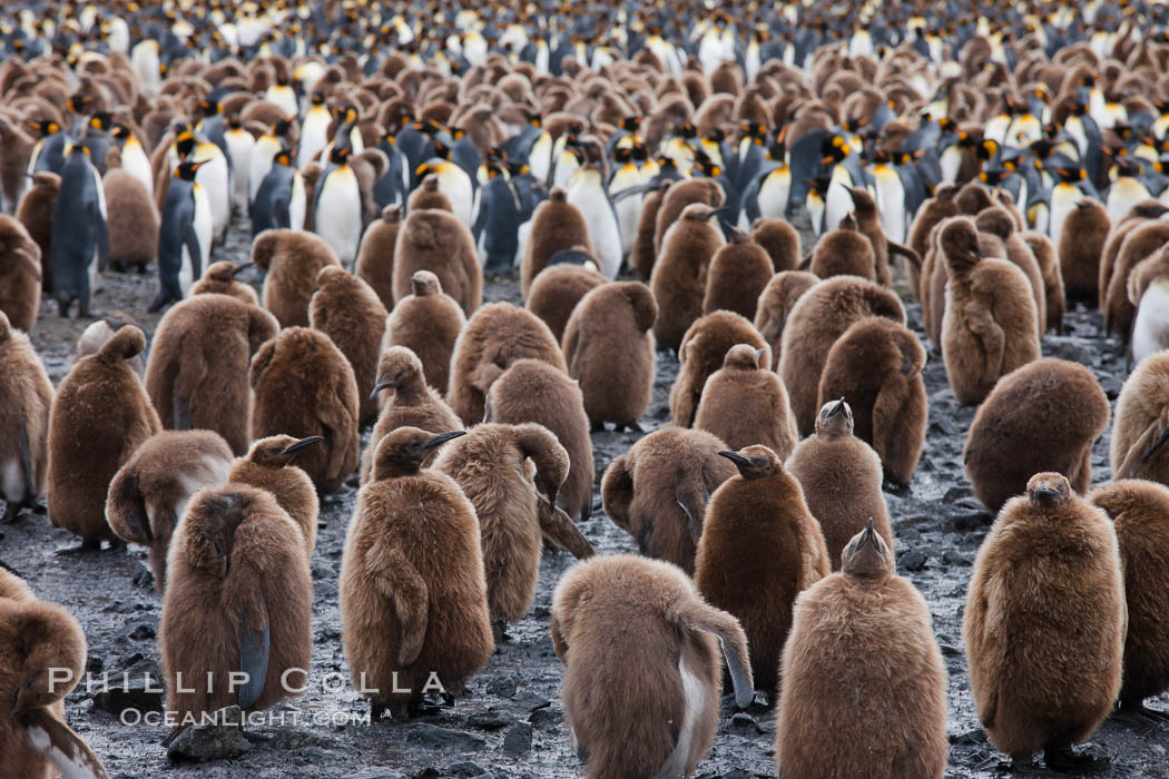 Oakum boys, juvenile king penguins at Salisbury Plain, South Georgia Island.  Named 'oakum boys' by sailors for the resemblance of their brown fluffy plumage to the color of oakum used to caulk timbers on sailing ships, these year-old penguins will soon shed their fluffy brown plumage and adopt the colors of an adult., Aptenodytes patagonicus, natural history stock photograph, photo id 24535