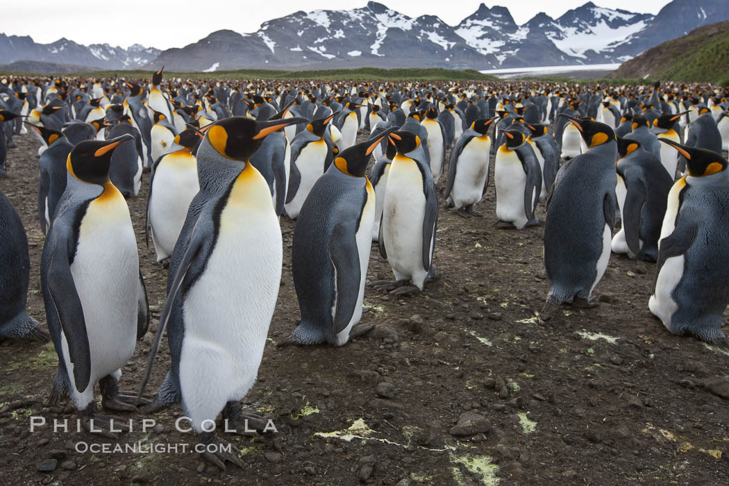 King penguin colony. Over 100,000 pairs of king penguins nest at Salisbury Plain, laying eggs in December and February, then alternating roles between foraging for food and caring for the egg or chick. South Georgia Island, Aptenodytes patagonicus, natural history stock photograph, photo id 24539