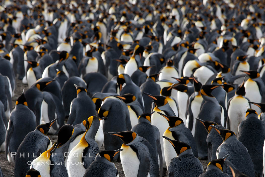 King penguin colony at Salisbury Plain, Bay of Isles, South Georgia Island.  Over 100,000 pairs of king penguins nest here, laying eggs in December and February, then alternating roles between foraging for food and caring for the egg or chick., Aptenodytes patagonicus, natural history stock photograph, photo id 24543