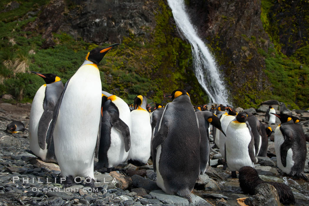 King penguins gather in a steam to molt, below a waterfall on a cobblestone beach at Hercules Bay. South Georgia Island, Aptenodytes patagonicus, natural history stock photograph, photo id 24559