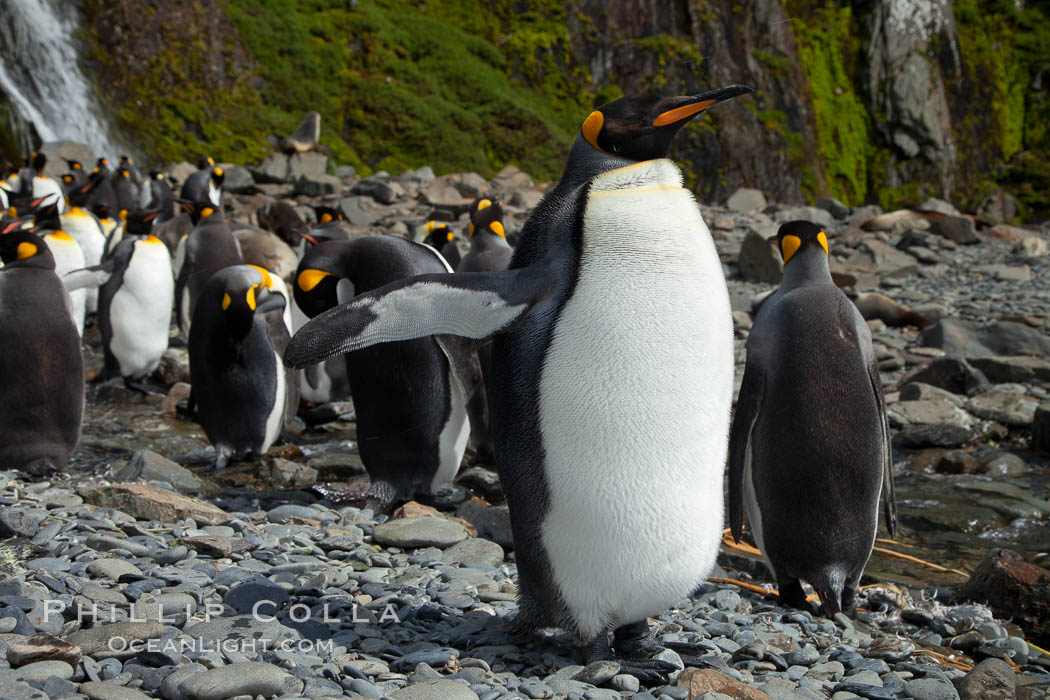 King penguin.2. Hercules Bay, South Georgia Island, Aptenodytes patagonicus, natural history stock photograph, photo id 24563