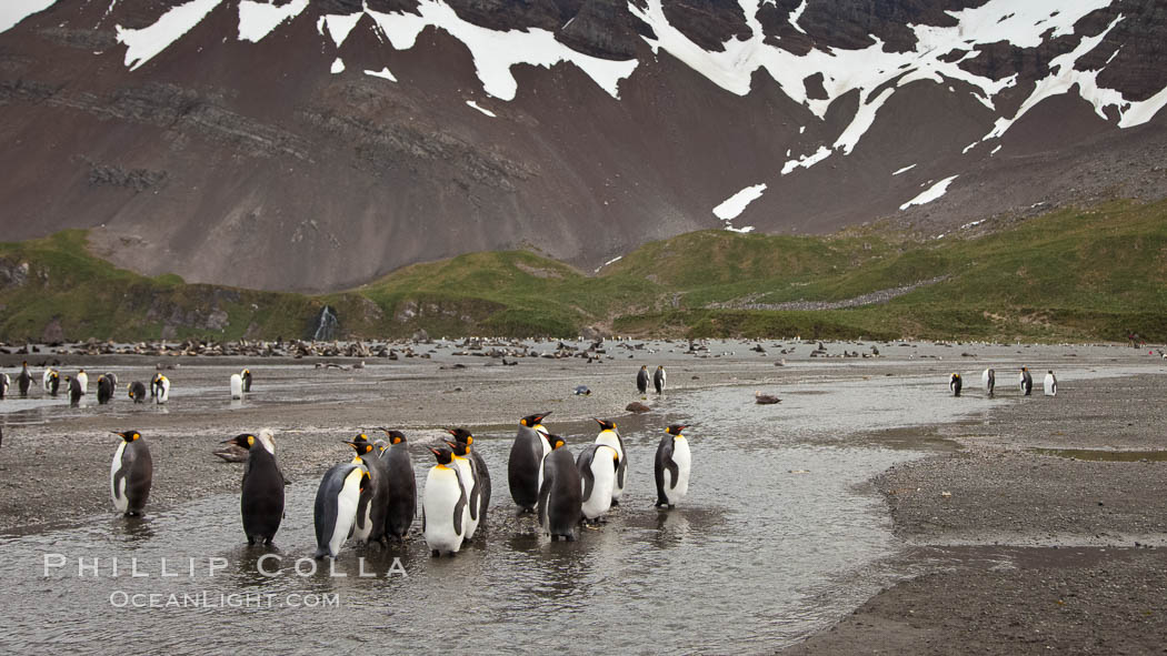 King penguin colony, Right Whale Bay, South Georgia Island.  Over 100,000 pairs of king penguins nest on South Georgia Island each summer., Aptenodytes patagonicus, natural history stock photograph, photo id 24357
