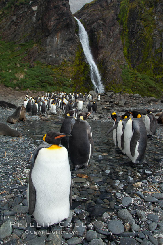 King penguins gather in a steam to molt, below a waterfall on a cobblestone beach at Hercules Bay. South Georgia Island, Aptenodytes patagonicus, natural history stock photograph, photo id 24469
