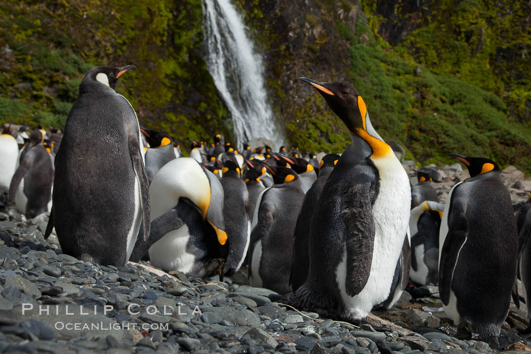 King penguins gather in a steam to molt, below a waterfall on a cobblestone beach at Hercules Bay. South Georgia Island, Aptenodytes patagonicus, natural history stock photograph, photo id 24473