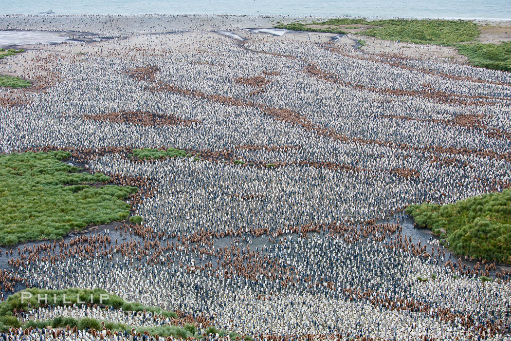 King penguin colony, over 100,000 nesting pairs, viewed from above.  The brown patches are groups of 'oakum boys', juveniles in distinctive brown plumage.  Salisbury Plain, Bay of Isles, South Georgia Island., Aptenodytes patagonicus, natural history stock photograph, photo id 24533