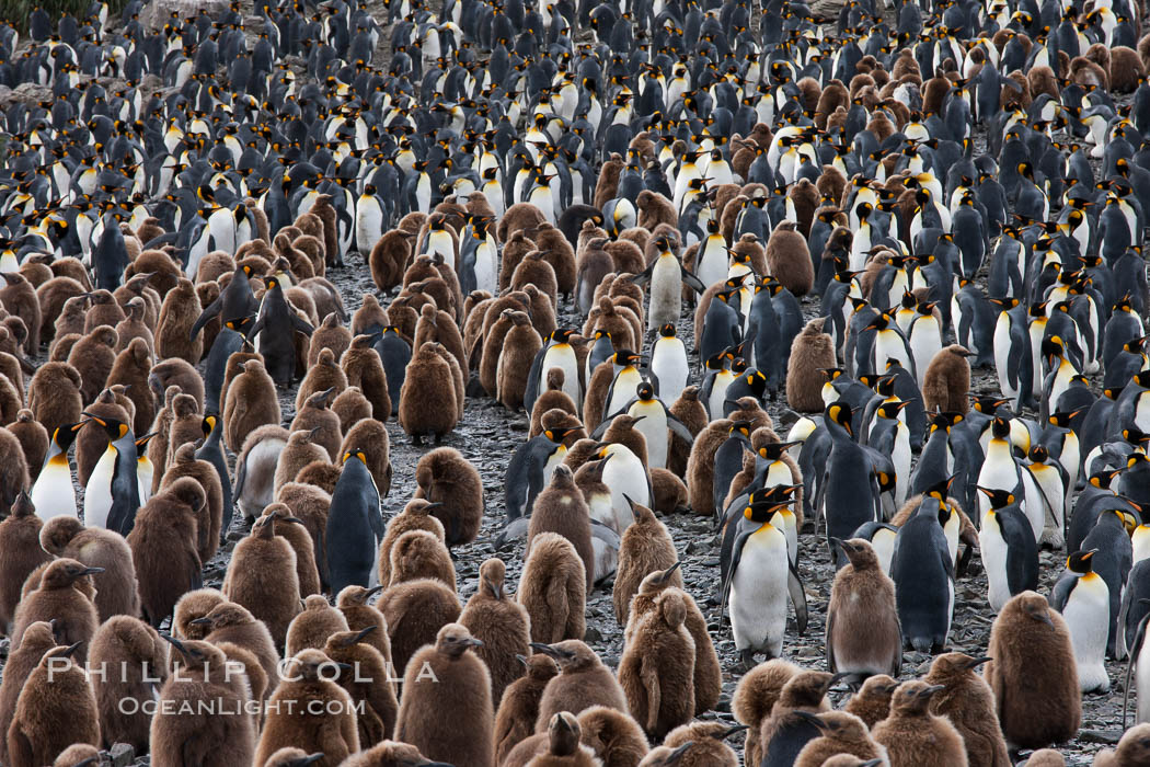 King penguins at Salisbury Plain.  Silver and black penguins are adults, while brown penguins are 'oakum boys', juveniles named for their distinctive fluffy plumage that will soon molt and taken on adult coloration. South Georgia Island, Aptenodytes patagonicus, natural history stock photograph, photo id 24537