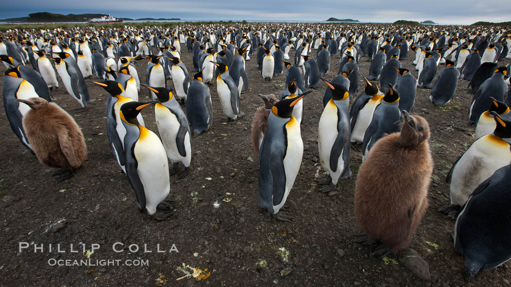 King penguins at Salisbury Plain.  Silver and black penguins are adults, while brown penguins are 'oakum boys', juveniles named for their distinctive fluffy plumage that will soon molt and taken on adult coloration. South Georgia Island, Aptenodytes patagonicus, natural history stock photograph, photo id 24541