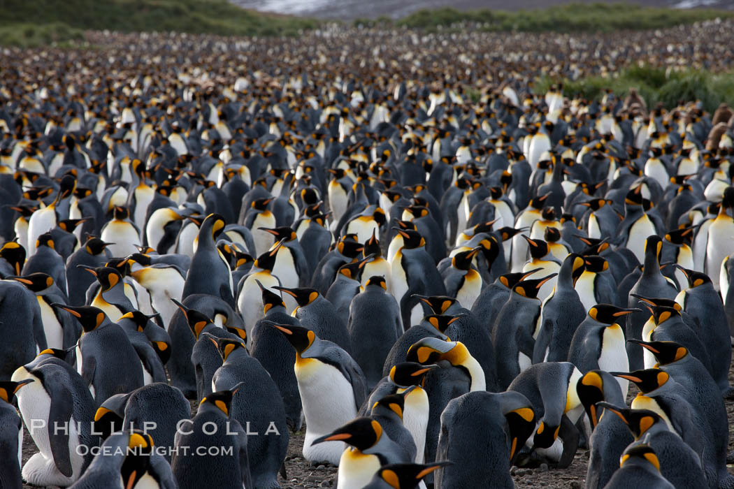 King penguin colony at Salisbury Plain, Bay of Isles, South Georgia Island.  Over 100,000 pairs of king penguins nest here, laying eggs in December and February, then alternating roles between foraging for food and caring for the egg or chick., Aptenodytes patagonicus, natural history stock photograph, photo id 24545