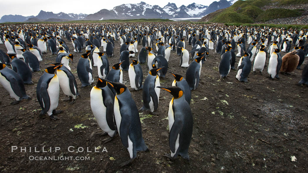 King penguin colony at Salisbury Plain, Bay of Isles, South Georgia Island.  Over 100,000 pairs of king penguins nest here, laying eggs in December and February, then alternating roles between foraging for food and caring for the egg or chick., Aptenodytes patagonicus, natural history stock photograph, photo id 24458