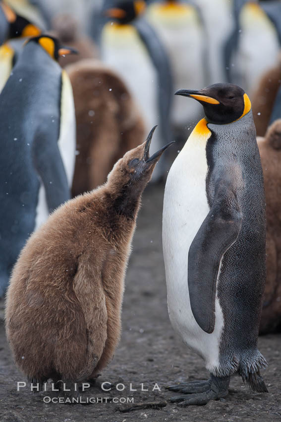 Juvenile 'oakum boy' penguin begs for food, which the adult will regurgitate from its stomach after foraging at sea.  This scene plays out thousands of times each hour amid the vast king penguin colony at Salisbury Plain, where over 100,000 pairs of king penguins nest and rear their chicks. South Georgia Island, Aptenodytes patagonicus, natural history stock photograph, photo id 24498