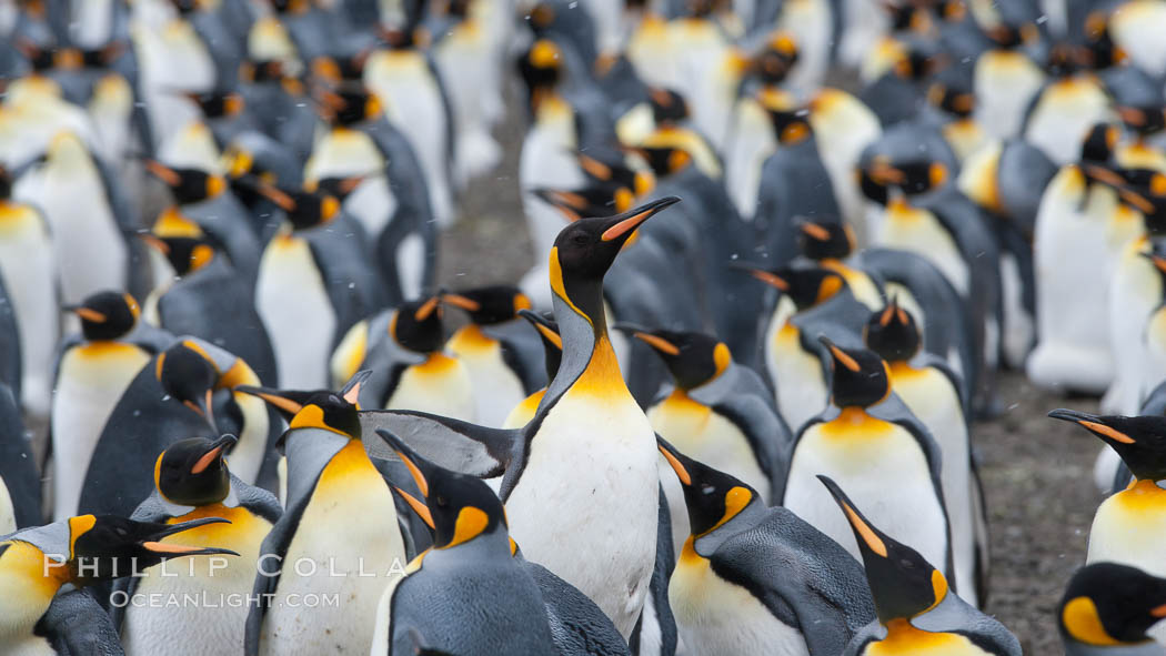 King penguin colony at Salisbury Plain, Bay of Isles, South Georgia Island.  Over 100,000 pairs of king penguins nest here, laying eggs in December and February, then alternating roles between foraging for food and caring for the egg or chick., Aptenodytes patagonicus, natural history stock photograph, photo id 24502