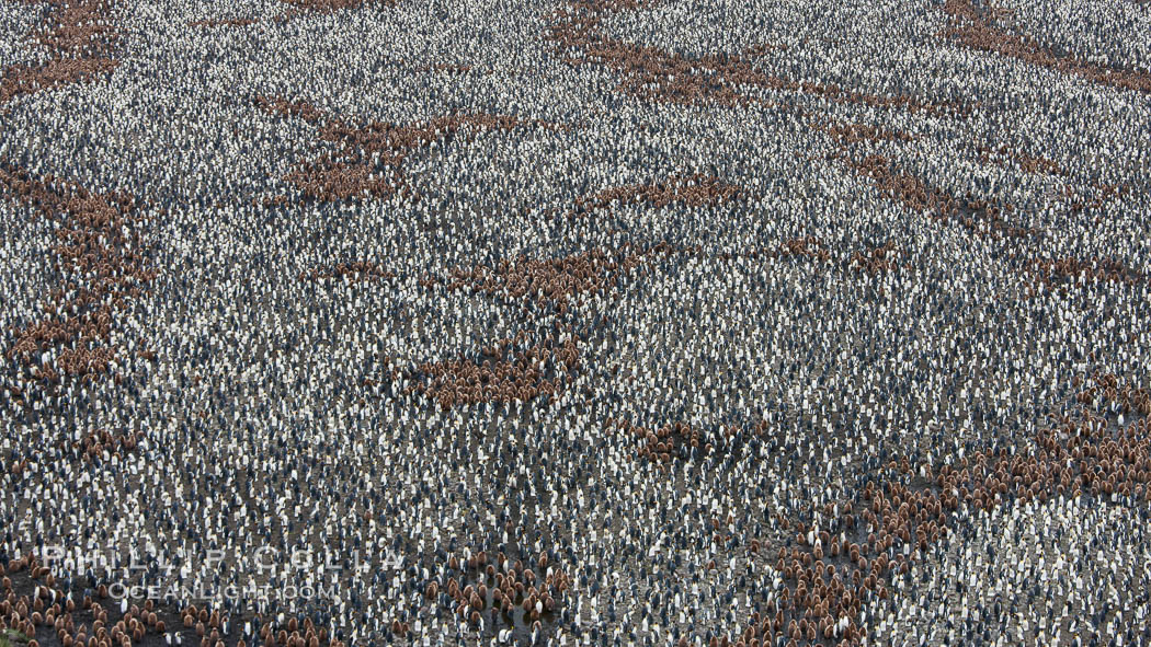 King penguin colony, over 100,000 nesting pairs, viewed from above.  The brown patches are groups of 'oakum boys', juveniles in distinctive brown plumage.  Salisbury Plain, Bay of Isles, South Georgia Island., Aptenodytes patagonicus, natural history stock photograph, photo id 24514