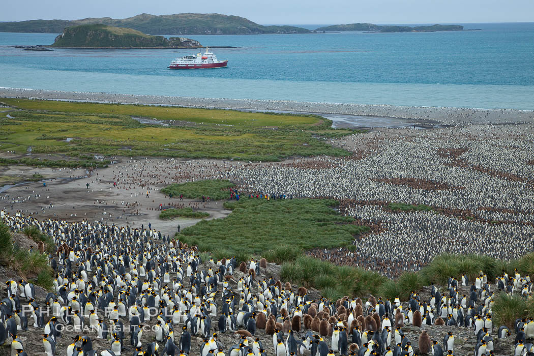King penguin colony and the Bay of Isles on the northern coast of South Georgia Island.  Over 100,000 nesting pairs of king penguins reside here.  Dark patches in the colony are groups of juveniles with fluffy brown plumage.  The icebreaker M/V Polar Star lies at anchor. Salisbury Plain, Aptenodytes patagonicus, natural history stock photograph, photo id 24518