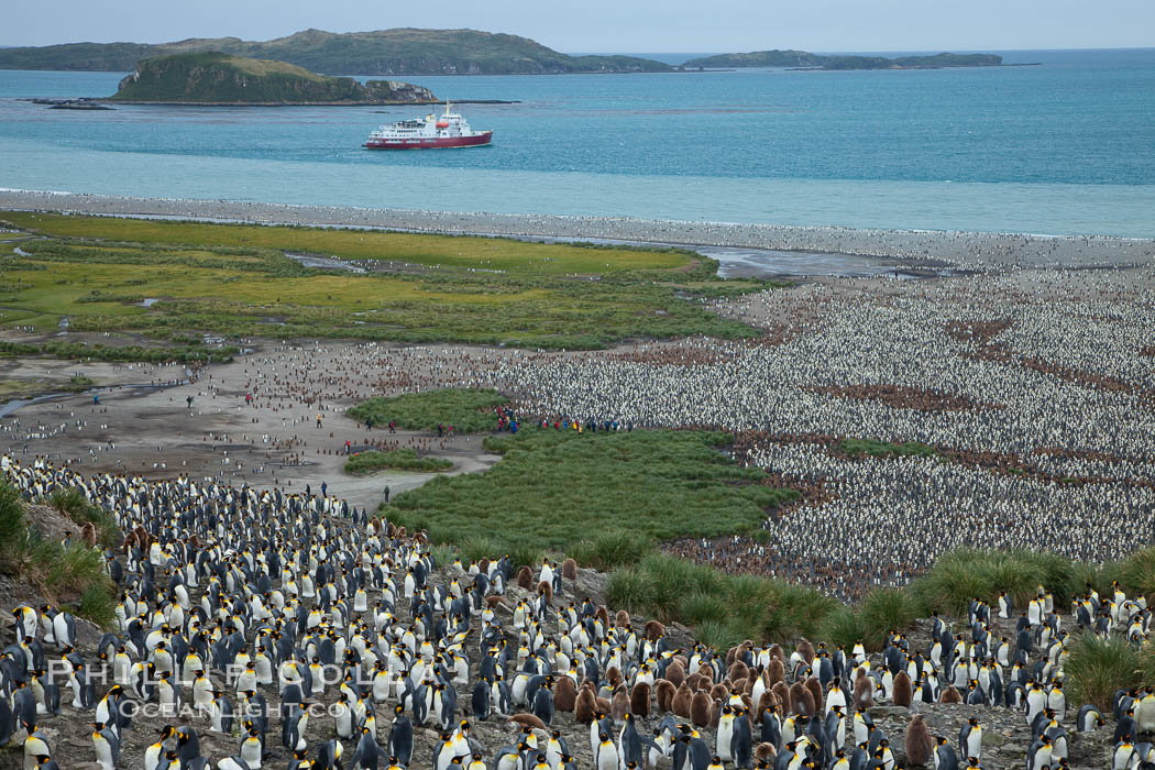 King penguin colony and the Bay of Isles on the northern coast of South Georgia Island.  Over 100,000 nesting pairs of king penguins reside here.  Dark patches in the colony are groups of juveniles with fluffy brown plumage.  The icebreaker M/V Polar Star lies at anchor. Salisbury Plain, Aptenodytes patagonicus, natural history stock photograph, photo id 24518