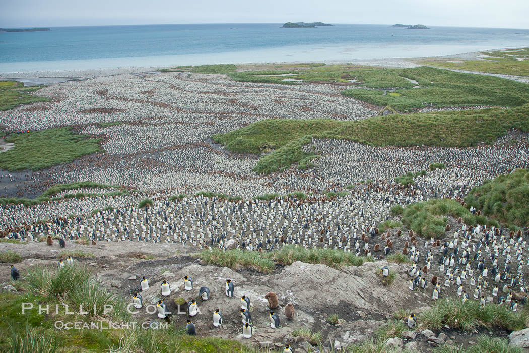 King penguin colony and the Bay of Isles on the northern coast of South Georgia Island.  Over 100,000 nesting pairs of king penguins reside here.  Dark patches in the colony are groups of juveniles with fluffy brown plumage. Salisbury Plain, Aptenodytes patagonicus, natural history stock photograph, photo id 24522