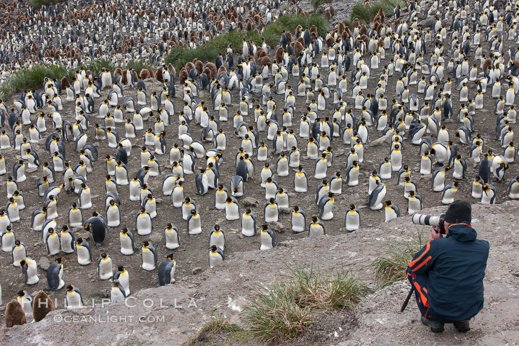 Photographer overlooking the vast king penguin colony at Salisbury Plain, with over 100,000 pairs of king penguins. South Georgia Island, Aptenodytes patagonicus, natural history stock photograph, photo id 24526