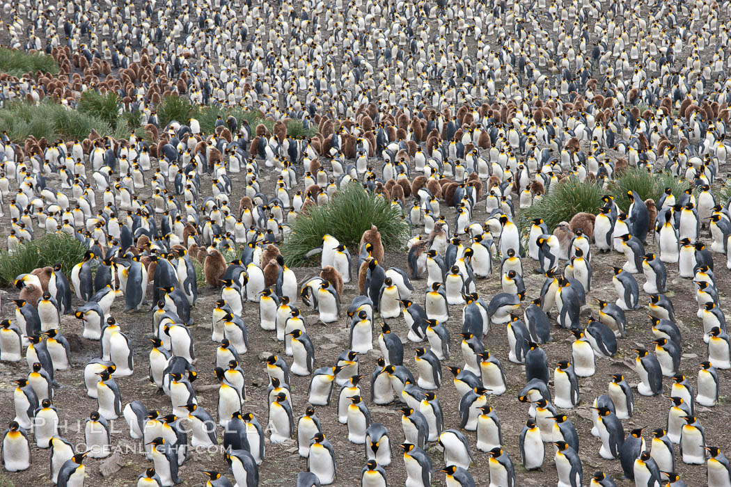 King penguins at Salisbury Plain., Aptenodytes patagonicus, natural history stock photograph, photo id 24530