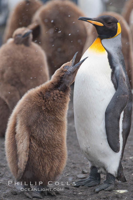 Juvenile 'oakum boy' penguin begs for food, which the adult will regurgitate from its stomach after foraging at sea.  This scene plays out thousands of times each hour amid the vast king penguin colony at Salisbury Plain, where over 100,000 pairs of king penguins nest and rear their chicks. South Georgia Island, Aptenodytes patagonicus, natural history stock photograph, photo id 24500