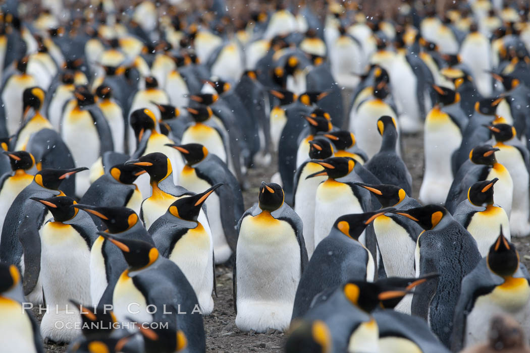 King penguin colony at Salisbury Plain, Bay of Isles, South Georgia Island.  Over 100,000 pairs of king penguins nest here, laying eggs in December and February, then alternating roles between foraging for food and caring for the egg or chick., Aptenodytes patagonicus, natural history stock photograph, photo id 24504