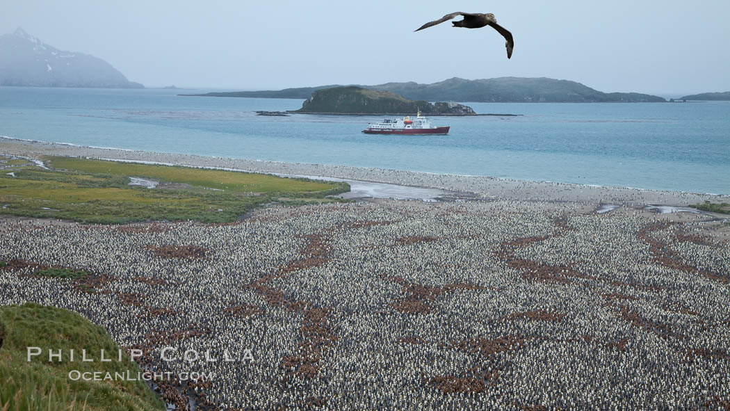 King penguin colony and the Bay of Isles on the northern coast of South Georgia Island.  Over 100,000 nesting pairs of king penguins reside here.  Dark patches in the colony are groups of juveniles with fluffy brown plumage.  The icebreaker M/V Polar Star lies at anchor. Salisbury Plain, Aptenodytes patagonicus, natural history stock photograph, photo id 24512