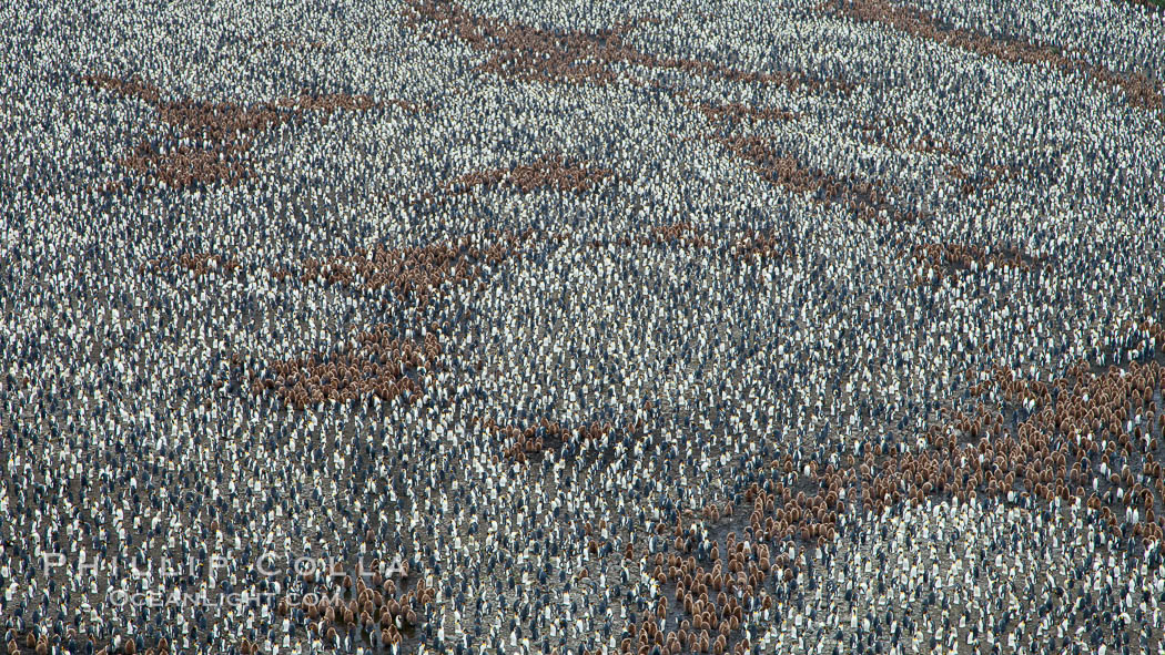 King penguin colony, over 100,000 nesting pairs, viewed from above.  The brown patches are groups of 'oakum boys', juveniles in distinctive brown plumage.  Salisbury Plain, Bay of Isles, South Georgia Island., Aptenodytes patagonicus, natural history stock photograph, photo id 24516