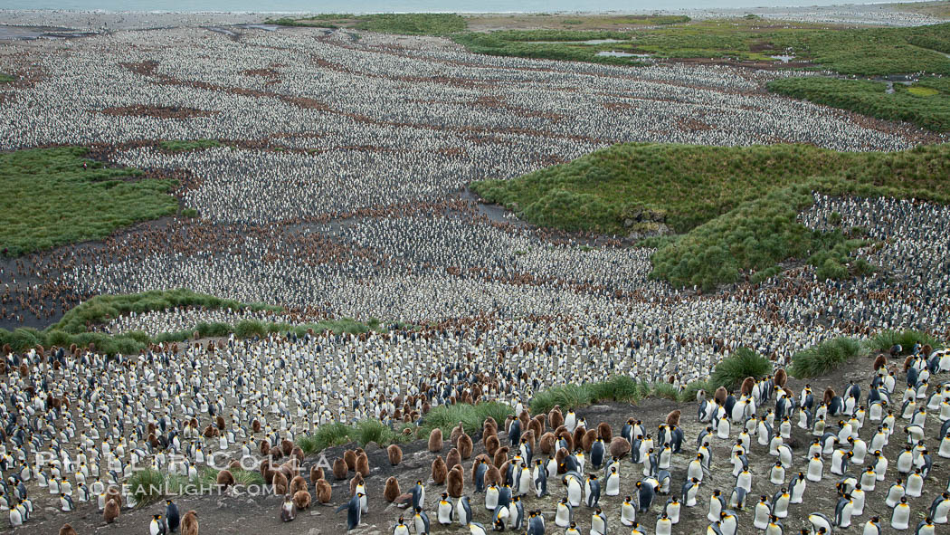 King penguins at Salisbury Plain. South Georgia Island, Aptenodytes patagonicus, natural history stock photograph, photo id 24520