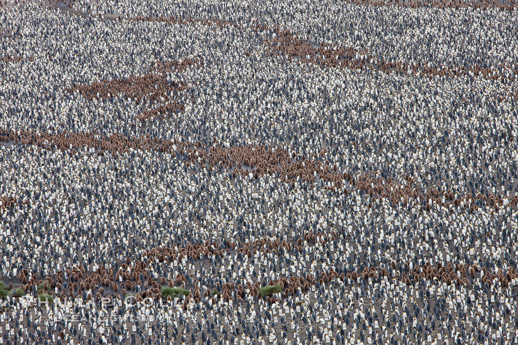 King penguin colony, over 100,000 nesting pairs, viewed from above.  The brown patches are groups of 'oakum boys', juveniles in distinctive brown plumage.  Salisbury Plain, Bay of Isles, South Georgia Island., Aptenodytes patagonicus, natural history stock photograph, photo id 24524