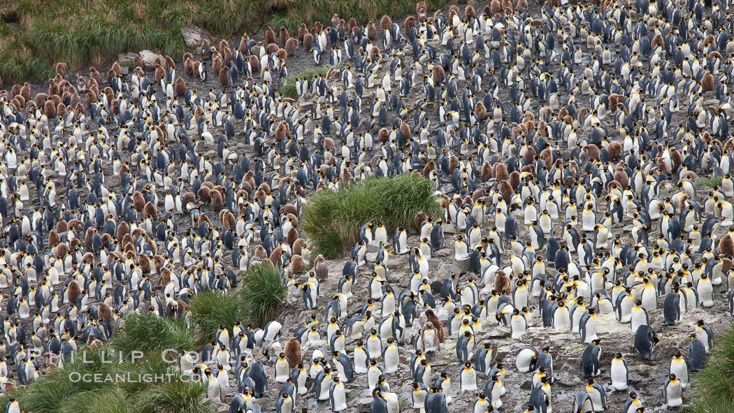 King penguins at Salisbury Plain. South Georgia Island, Aptenodytes patagonicus, natural history stock photograph, photo id 24528
