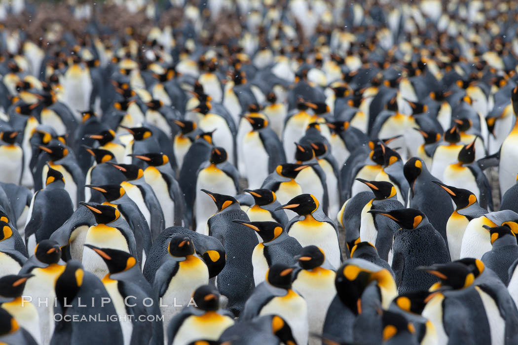 King penguin colony at Salisbury Plain, Bay of Isles, South Georgia Island.  Over 100,000 pairs of king penguins nest here, laying eggs in December and February, then alternating roles between foraging for food and caring for the egg or chick., Aptenodytes patagonicus, natural history stock photograph, photo id 24503