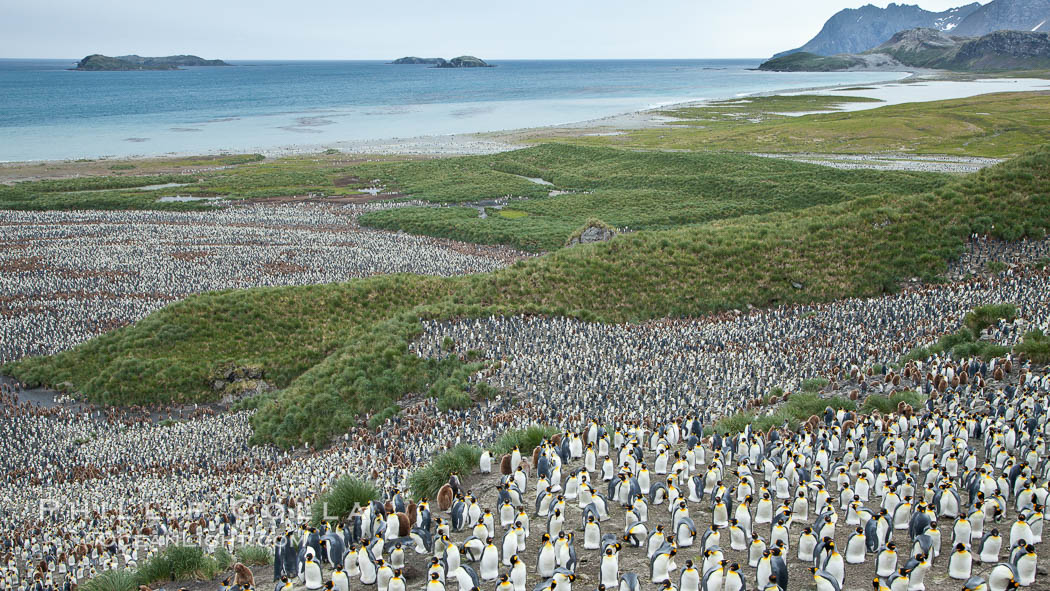 King penguin colony and the Bay of Isles on the northern coast of South Georgia Island.  Over 100,000 nesting pairs of king penguins reside here.  Dark patches in the colony are groups of juveniles with fluffy brown plumage. Salisbury Plain, Aptenodytes patagonicus, natural history stock photograph, photo id 24519