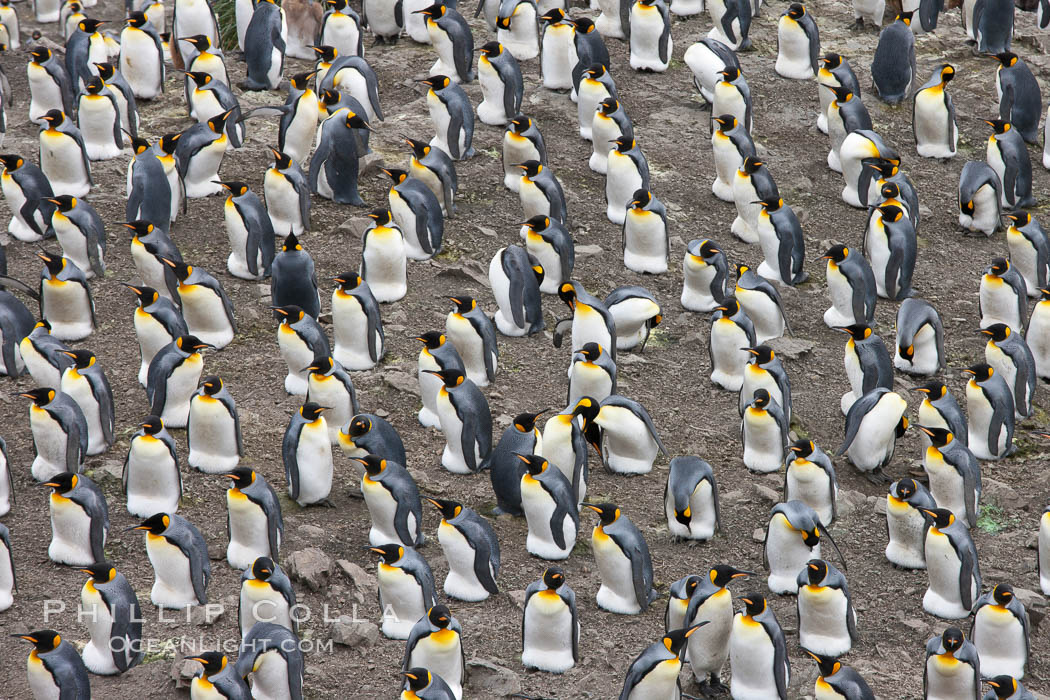 King penguin colony. Over 100,000 pairs of king penguins nest at Salisbury Plain, laying eggs in December and February, then alternating roles between foraging for food and caring for the egg or chick., Aptenodytes patagonicus, natural history stock photograph, photo id 24527