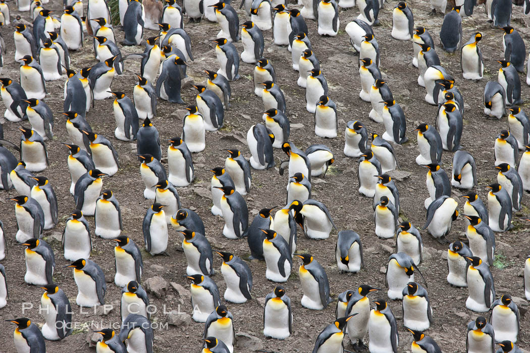 King penguin colony. Over 100,000 pairs of king penguins nest at Salisbury Plain, laying eggs in December and February, then alternating roles between foraging for food and caring for the egg or chick. South Georgia Island, Aptenodytes patagonicus, natural history stock photograph, photo id 24527