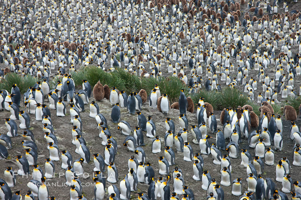 King penguin colony. Over 100,000 pairs of king penguins nest at Salisbury Plain, laying eggs in December and February, then alternating roles between foraging for food and caring for the egg or chick. South Georgia Island, Aptenodytes patagonicus, natural history stock photograph, photo id 24531