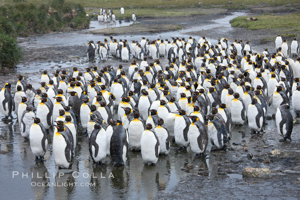 King penguin colony at Salisbury Plain, Bay of Isles, South Georgia Island.  Over 100,000 pairs of king penguins nest here, laying eggs in December and February, then alternating roles between foraging for food and caring for the egg or chick., Aptenodytes patagonicus, natural history stock photograph, photo id 24497