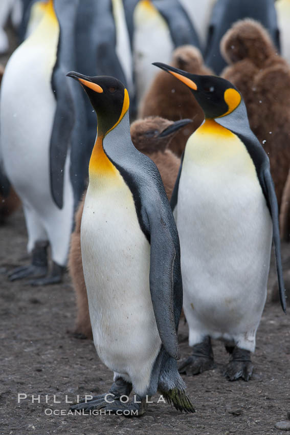 King penguins at Salisbury Plain. South Georgia Island, Aptenodytes patagonicus, natural history stock photograph, photo id 24501