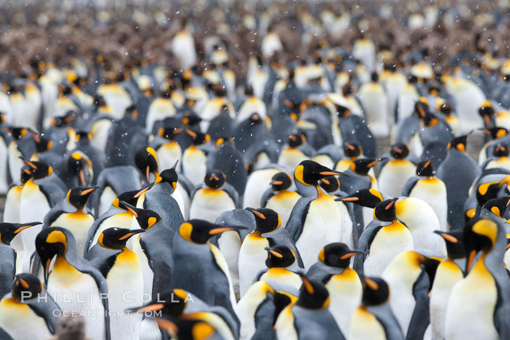 King penguin colony at Salisbury Plain, Bay of Isles, South Georgia Island.  Over 100,000 pairs of king penguins nest here, laying eggs in December and February, then alternating roles between foraging for food and caring for the egg or chick., Aptenodytes patagonicus, natural history stock photograph, photo id 24505