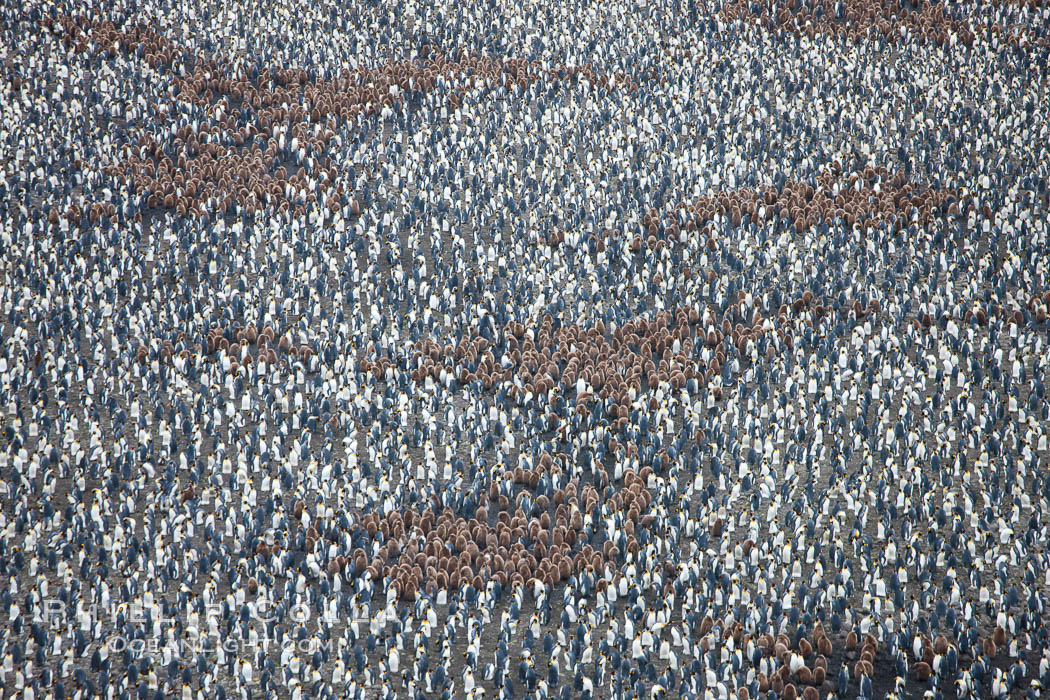 King penguins at Salisbury Plain. South Georgia Island, Aptenodytes patagonicus, natural history stock photograph, photo id 24513