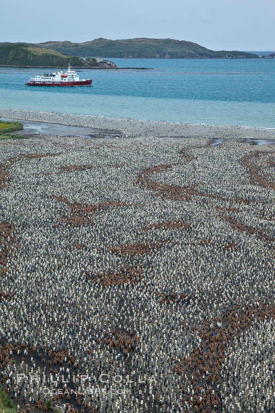 King penguin colony and the Bay of Isles on the northern coast of South Georgia Island.  Over 100,000 nesting pairs of king penguins reside here.  Dark patches in the colony are groups of juveniles with fluffy brown plumage.  The icebreaker M/V Polar Star lies at anchor. Salisbury Plain, Aptenodytes patagonicus, natural history stock photograph, photo id 24517