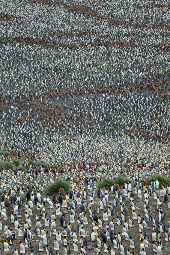 King penguins at Salisbury Plain. South Georgia Island, Aptenodytes patagonicus, natural history stock photograph, photo id 24521