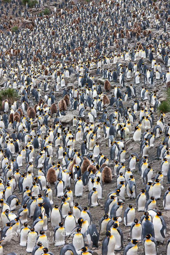 King penguins at Salisbury Plain. South Georgia Island, Aptenodytes patagonicus, natural history stock photograph, photo id 24525