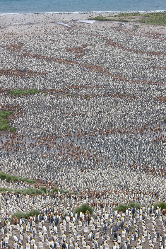 King penguin colony, over 100,000 nesting pairs, viewed from above.  The brown patches are groups of 'oakum boys', juveniles in distinctive brown plumage.  Salisbury Plain, Bay of Isles, South Georgia Island., Aptenodytes patagonicus, natural history stock photograph, photo id 24529