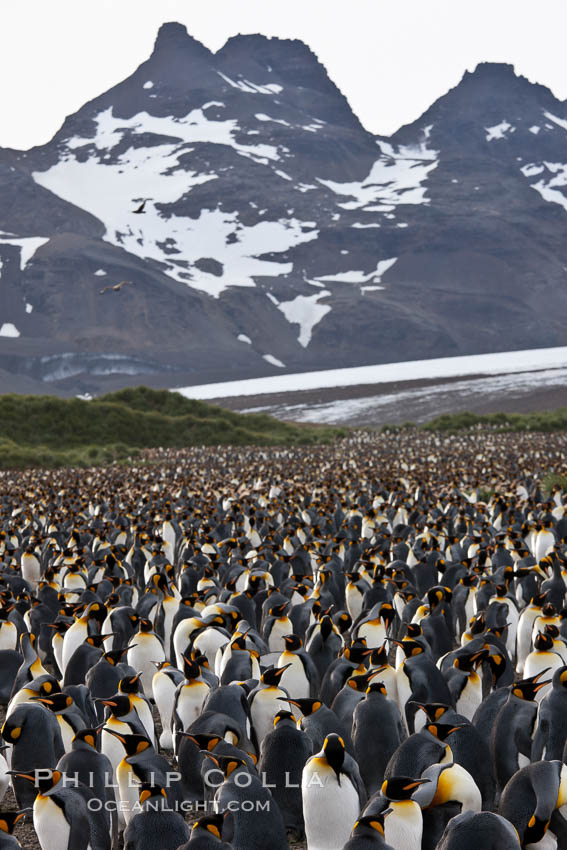 King penguin colony at Salisbury Plain, Bay of Isles, South Georgia Island.  Over 100,000 pairs of king penguins nest here, laying eggs in December and February, then alternating roles between foraging for food and caring for the egg or chick., Aptenodytes patagonicus, natural history stock photograph, photo id 24410