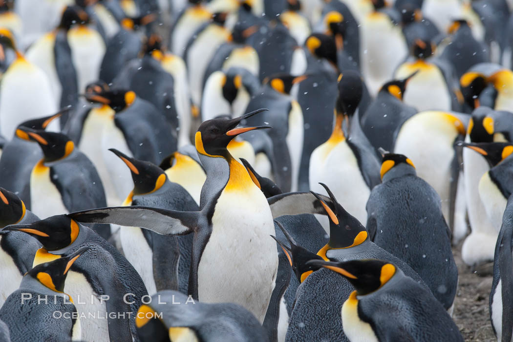 King penguin colony at Salisbury Plain, Bay of Isles, South Georgia Island.  Over 100,000 pairs of king penguins nest here, laying eggs in December and February, then alternating roles between foraging for food and caring for the egg or chick., Aptenodytes patagonicus, natural history stock photograph, photo id 24396