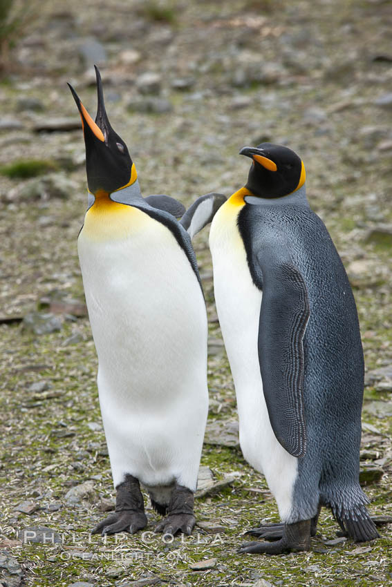 King penguin, mated pair courting, displaying courtship behavior. Salisbury Plain, South Georgia Island, Aptenodytes patagonicus, natural history stock photograph, photo id 24400