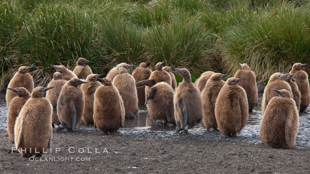 Oakum boys, juvenile king penguins at Salisbury Plain, South Georgia Island.  Named 'oakum boys' by sailors for the resemblance of their brown fluffy plumage to the color of oakum used to caulk timbers on sailing ships, these year-old penguins will soon shed their fluffy brown plumage and adopt the colors of an adult., Aptenodytes patagonicus, natural history stock photograph, photo id 24408