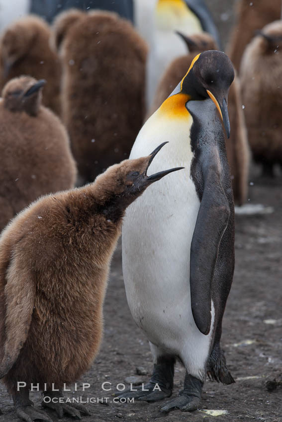 Juvenile 'oakum boy' penguin begs for food, which the adult will regurgitate from its stomach after foraging at sea.  This scene plays out thousands of times each hour amid the vast king penguin colony at Salisbury Plain, where over 100,000 pairs of king penguins nest and rear their chicks. South Georgia Island, Aptenodytes patagonicus, natural history stock photograph, photo id 24395