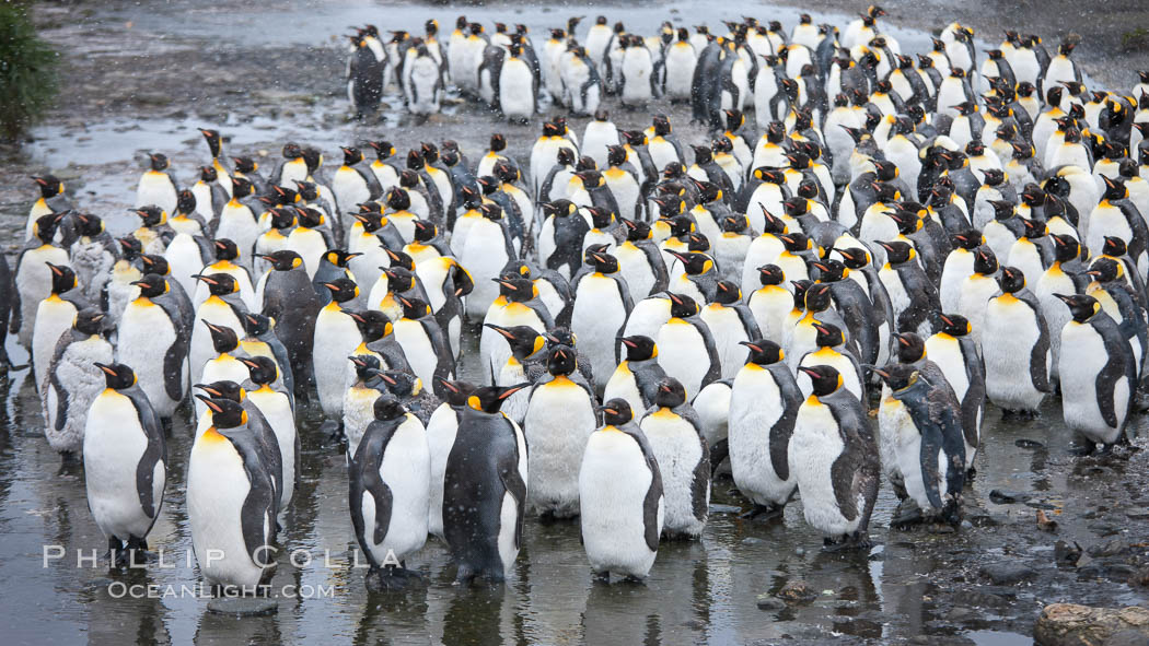 King penguin colony at Salisbury Plain, Bay of Isles, South Georgia Island.  Over 100,000 pairs of king penguins nest here, laying eggs in December and February, then alternating roles between foraging for food and caring for the egg or chick., Aptenodytes patagonicus, natural history stock photograph, photo id 24431