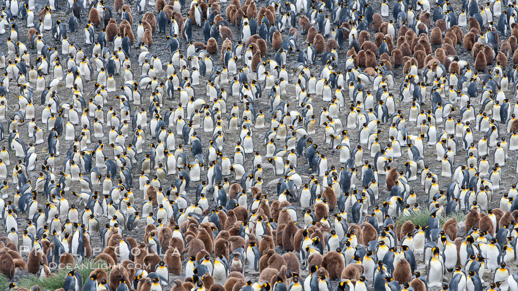 King penguins at Salisbury Plain. South Georgia Island, Aptenodytes patagonicus, natural history stock photograph, photo id 24433